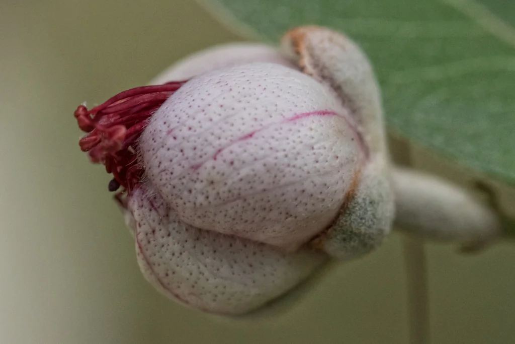 Feijoa sellowiana