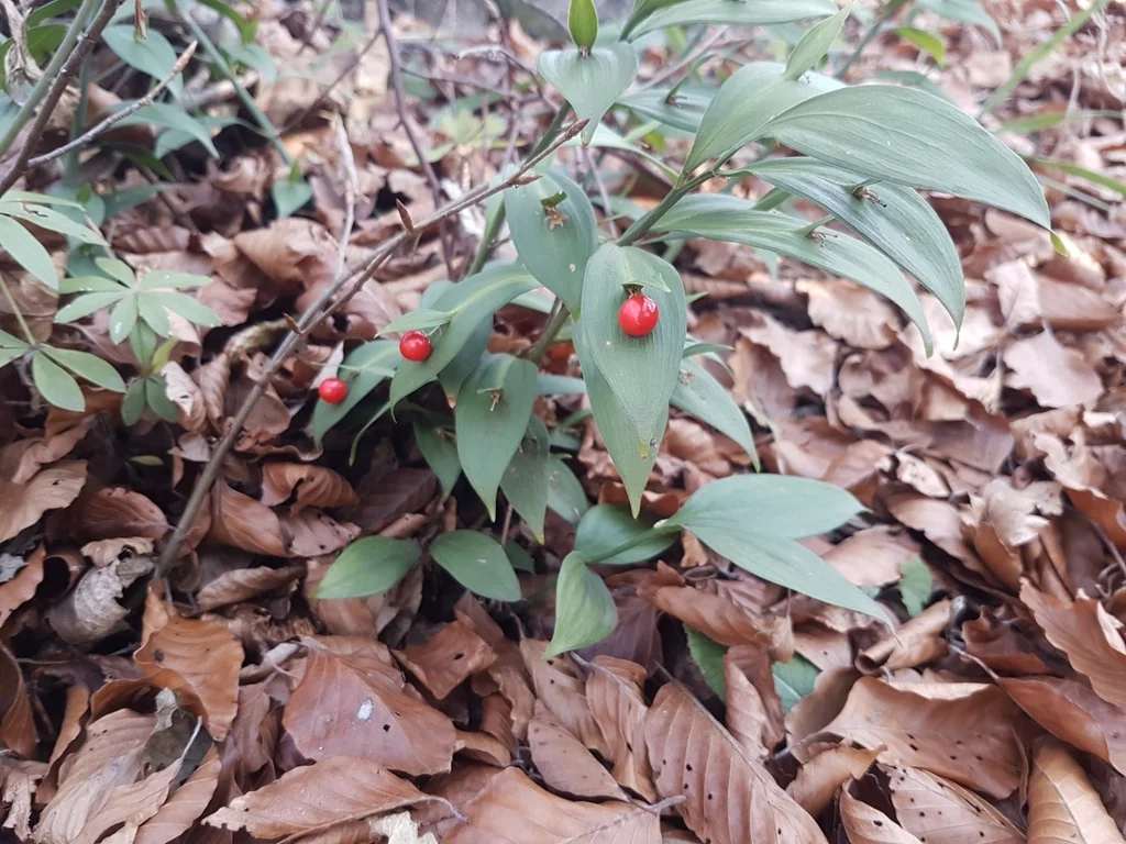 Ruscus Hypoglossum