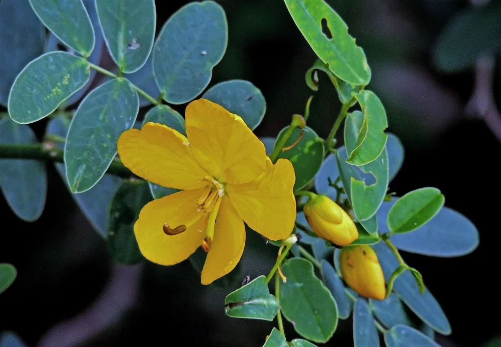 Senna Bicapsularis