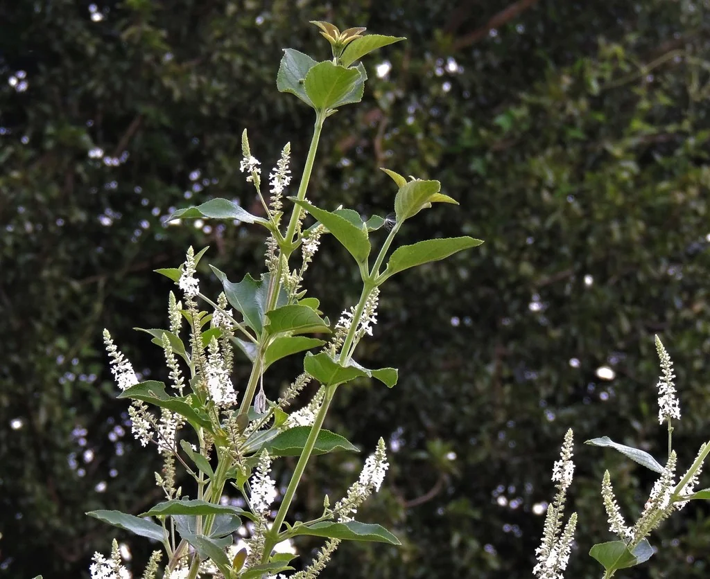 Aloysia Virgata