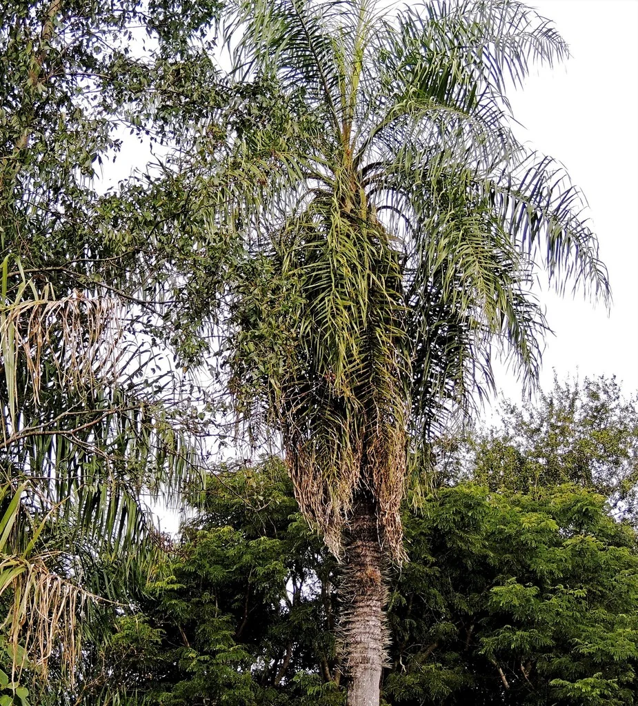 Acrocomia Totai