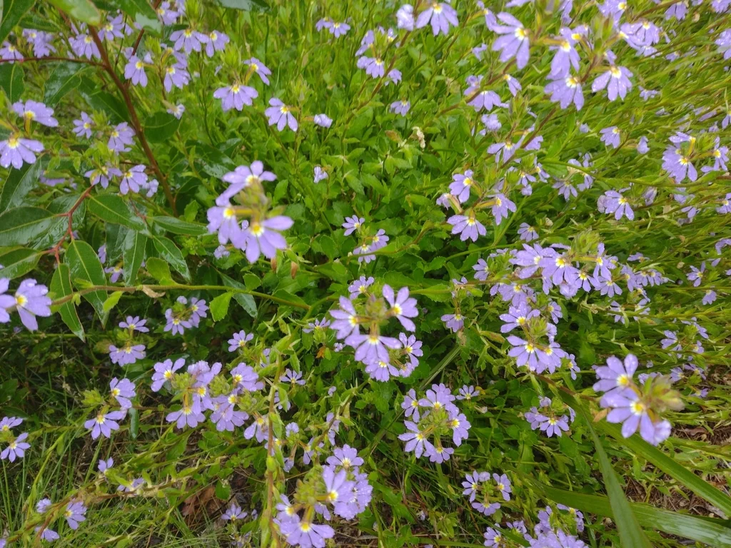 Scaevola aemula