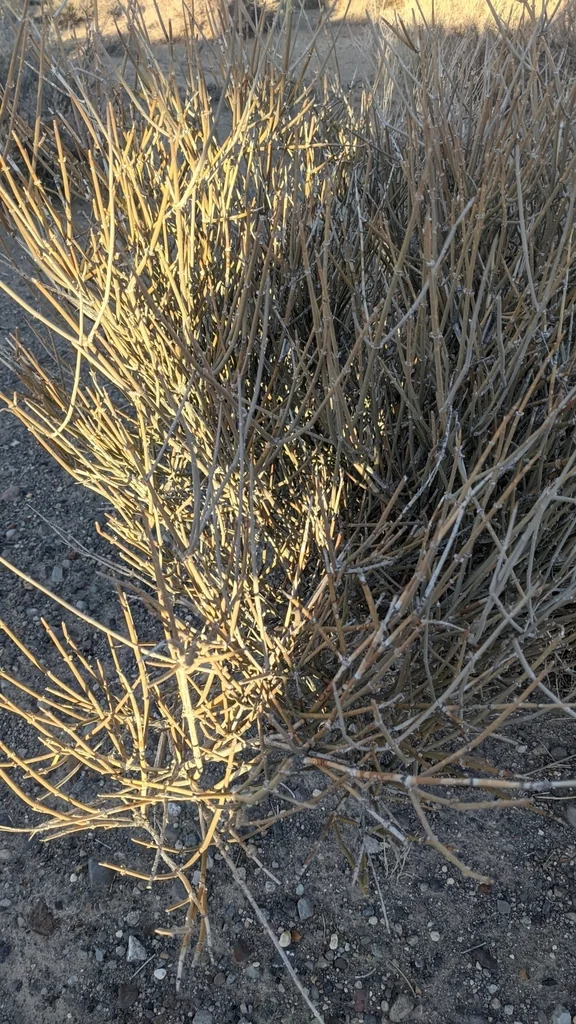 Ephedra Nevadensis