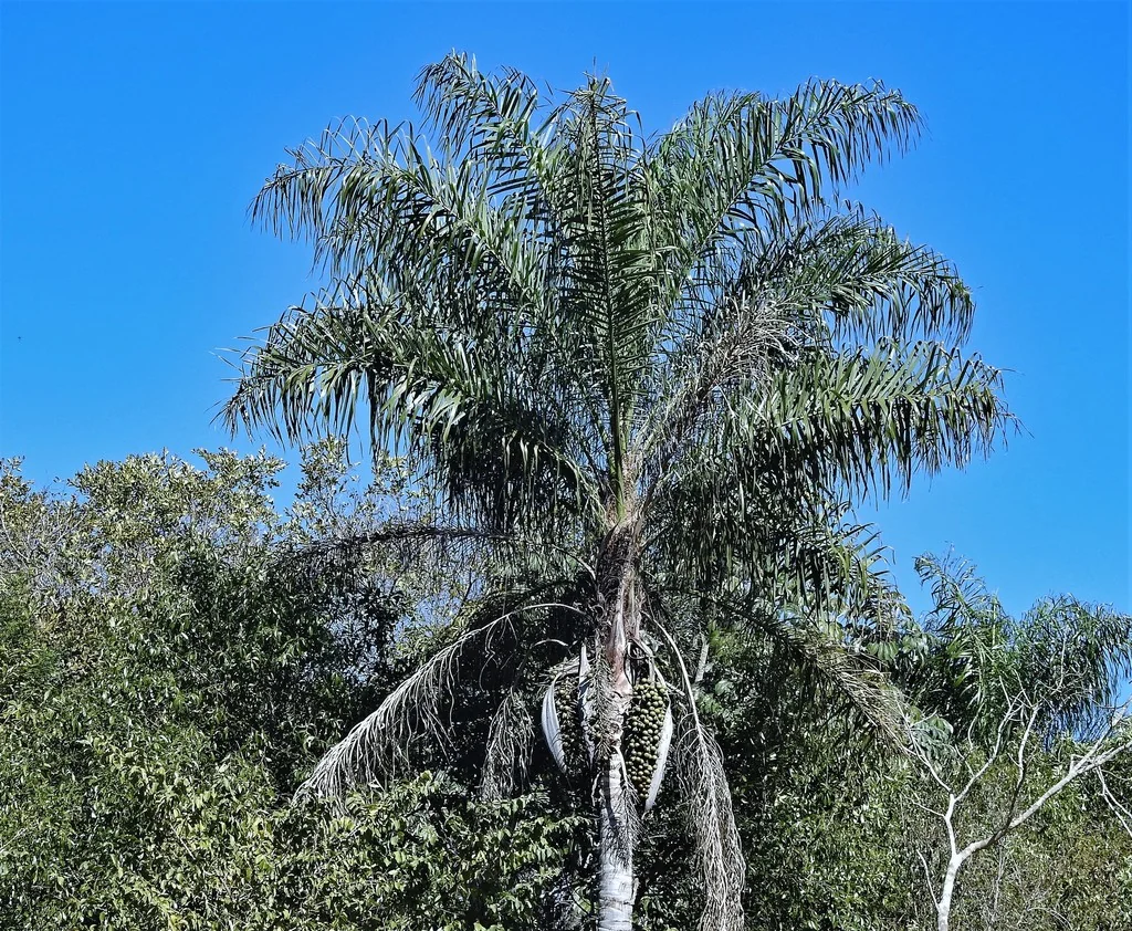 Acrocomia Totai