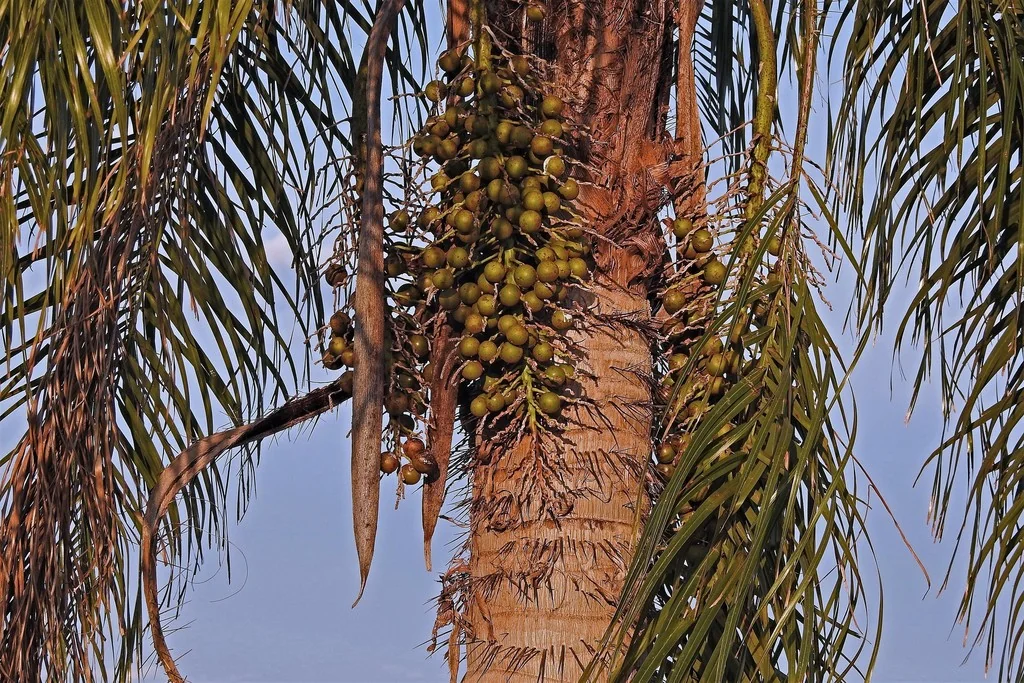Acrocomia Totai