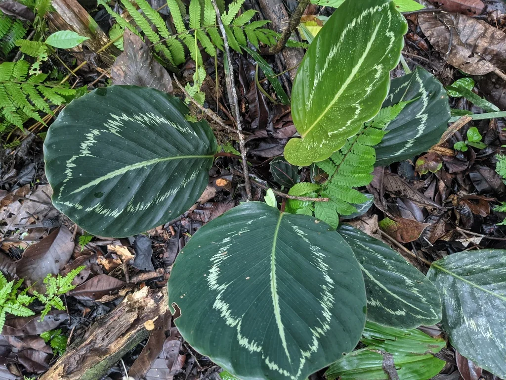 Calathea roseopicta