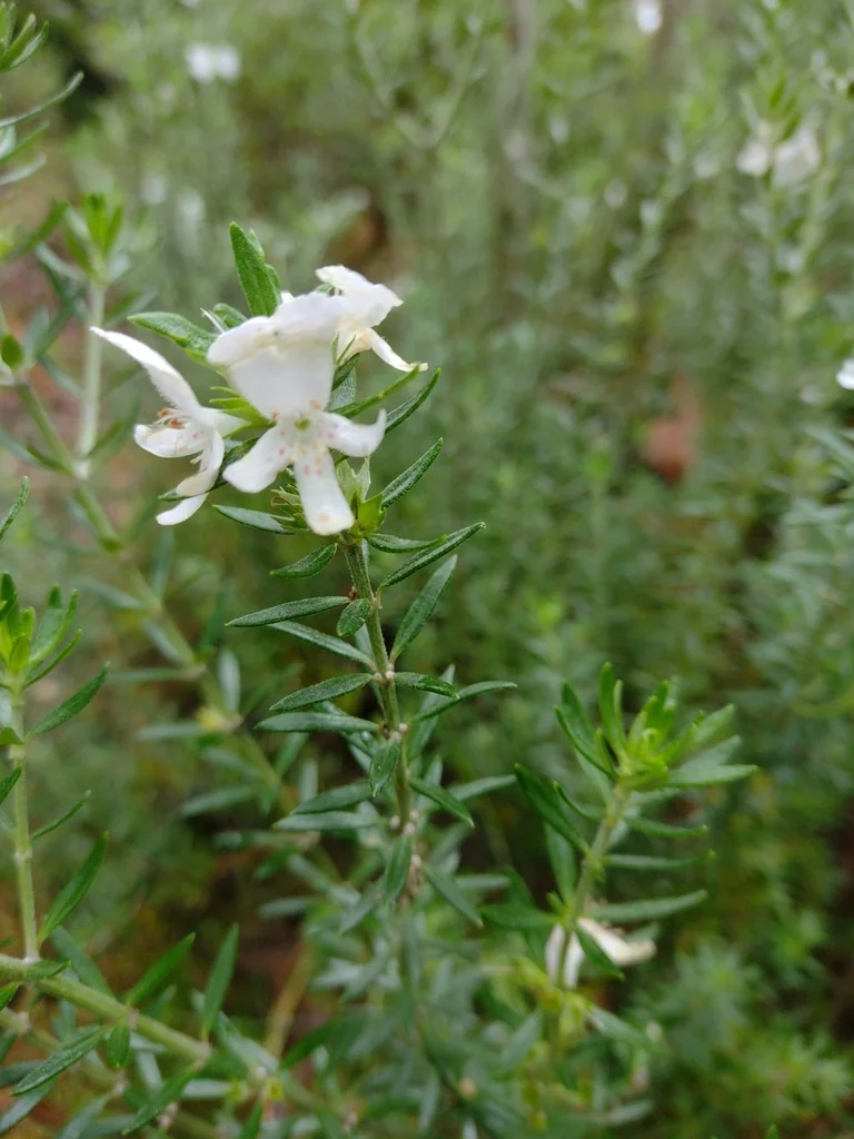 Westringia fruticosa