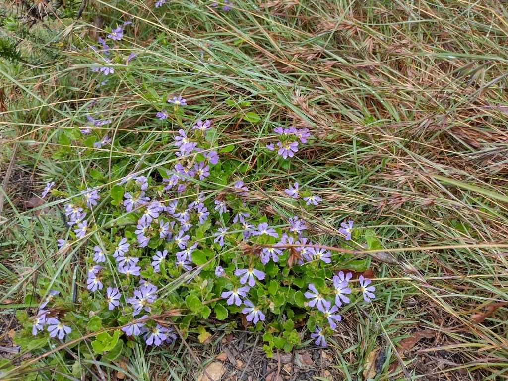 Scaevola aemula