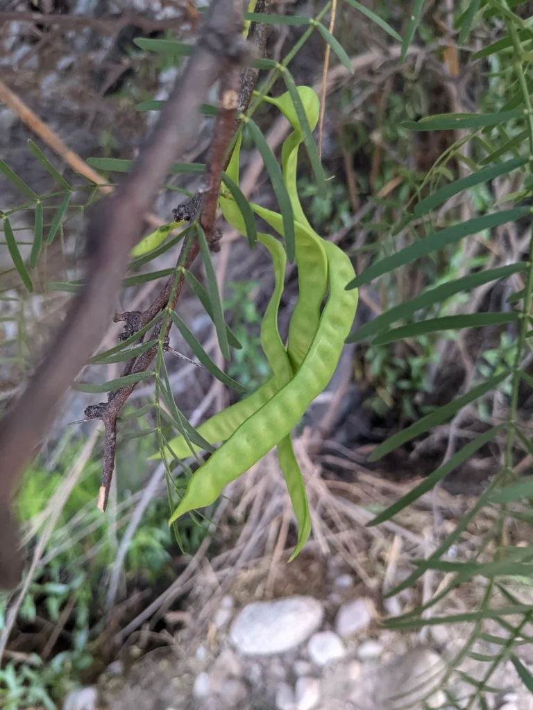 Prosopis Chilensis