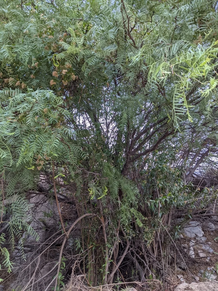 Prosopis Chilensis