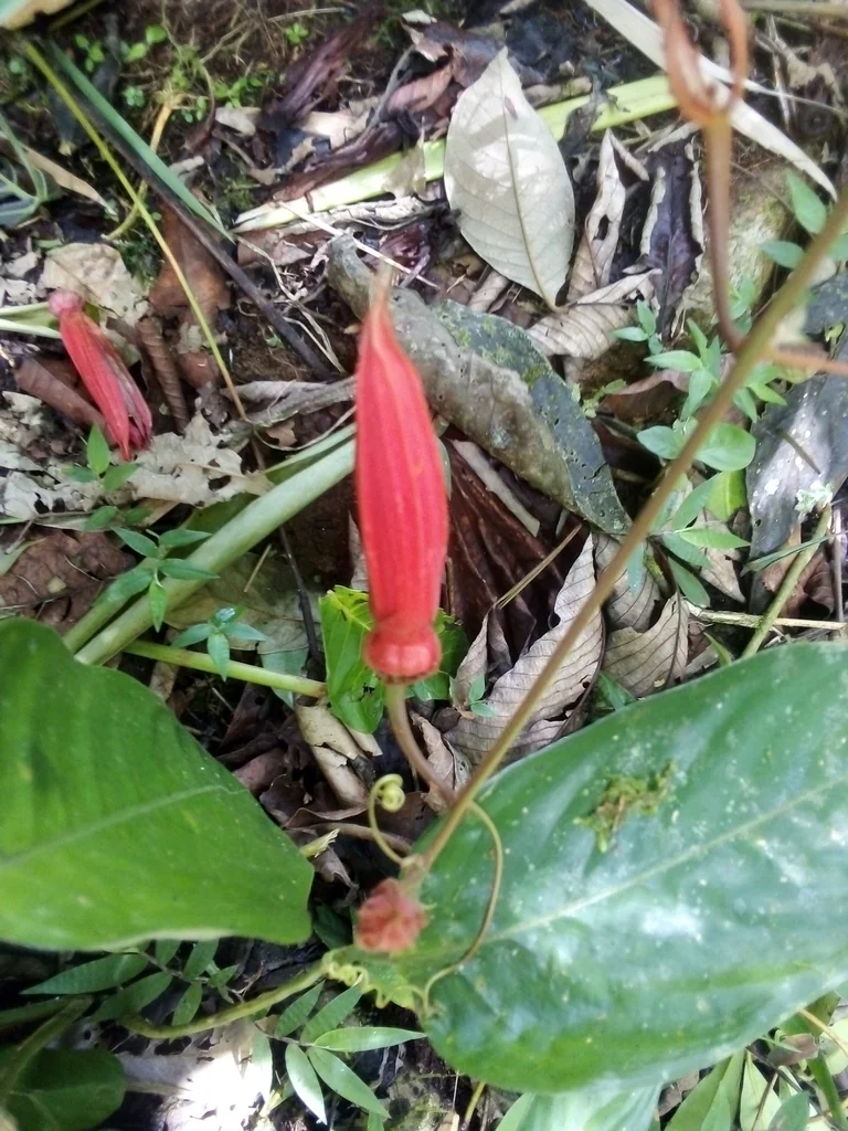 Passiflora Vitifolia