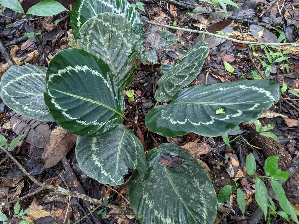 Calathea roseopicta