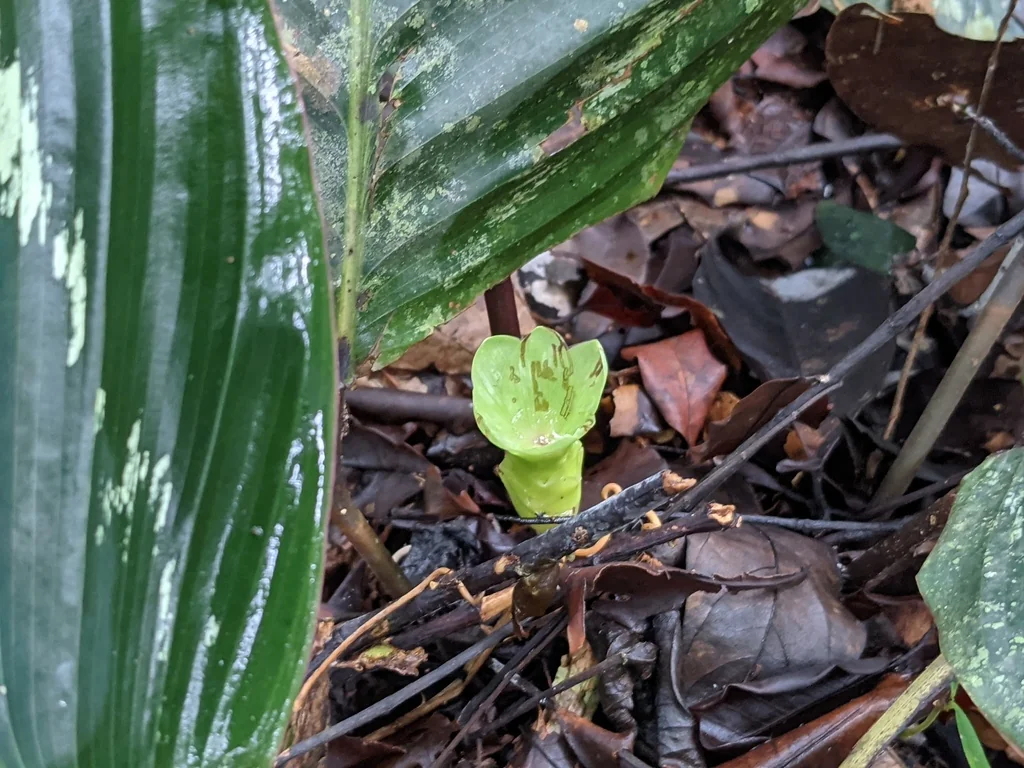 Calathea roseopicta