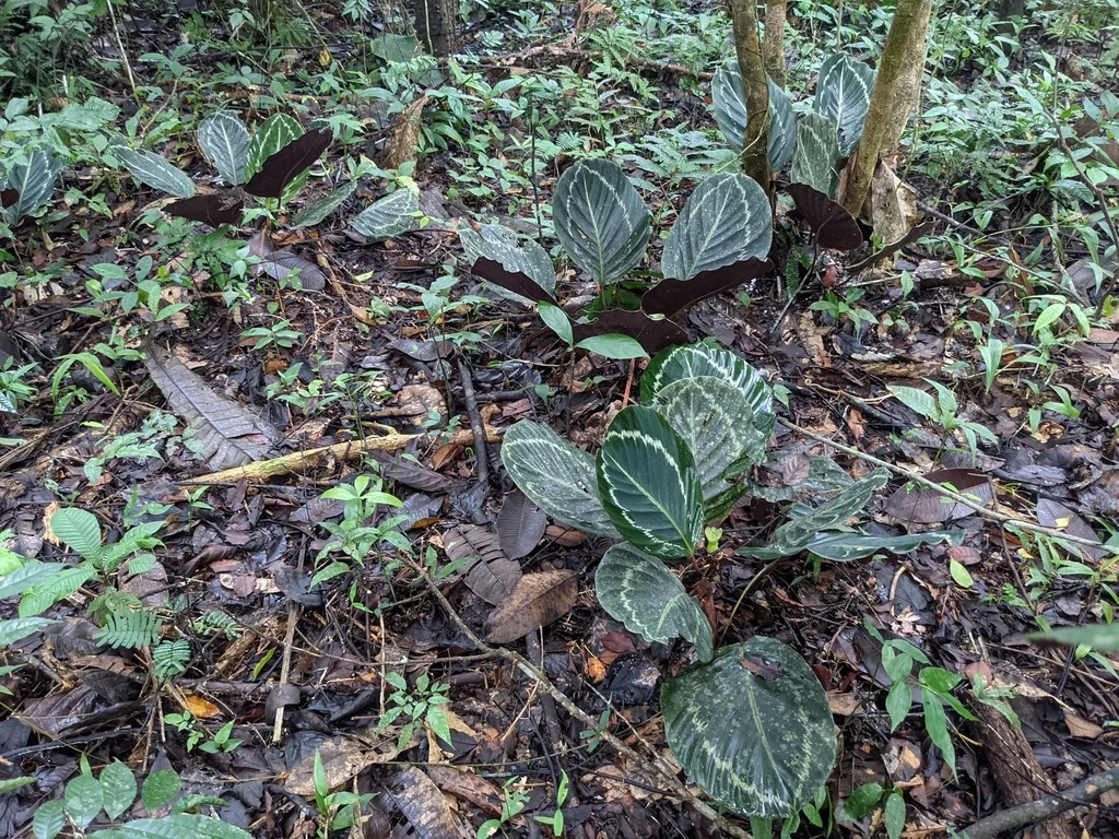 Calathea roseopicta