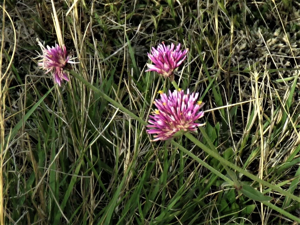 Gomphrena pulchella