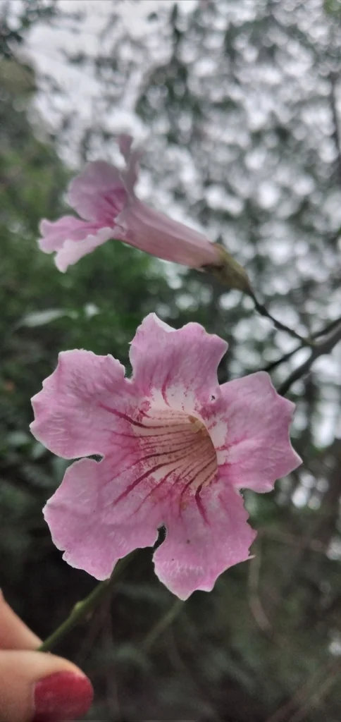 Podranea Ricasoliana