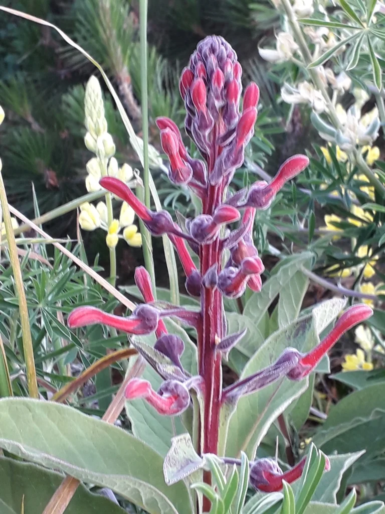 Lobelia Tupa