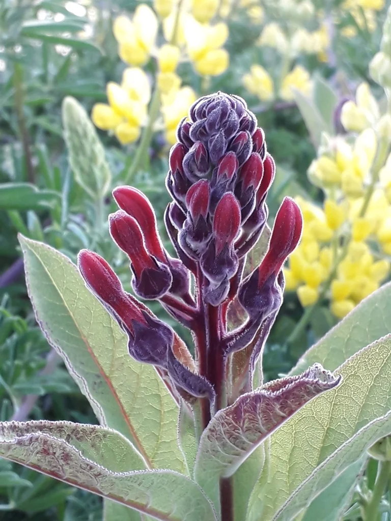 Lobelia Tupa