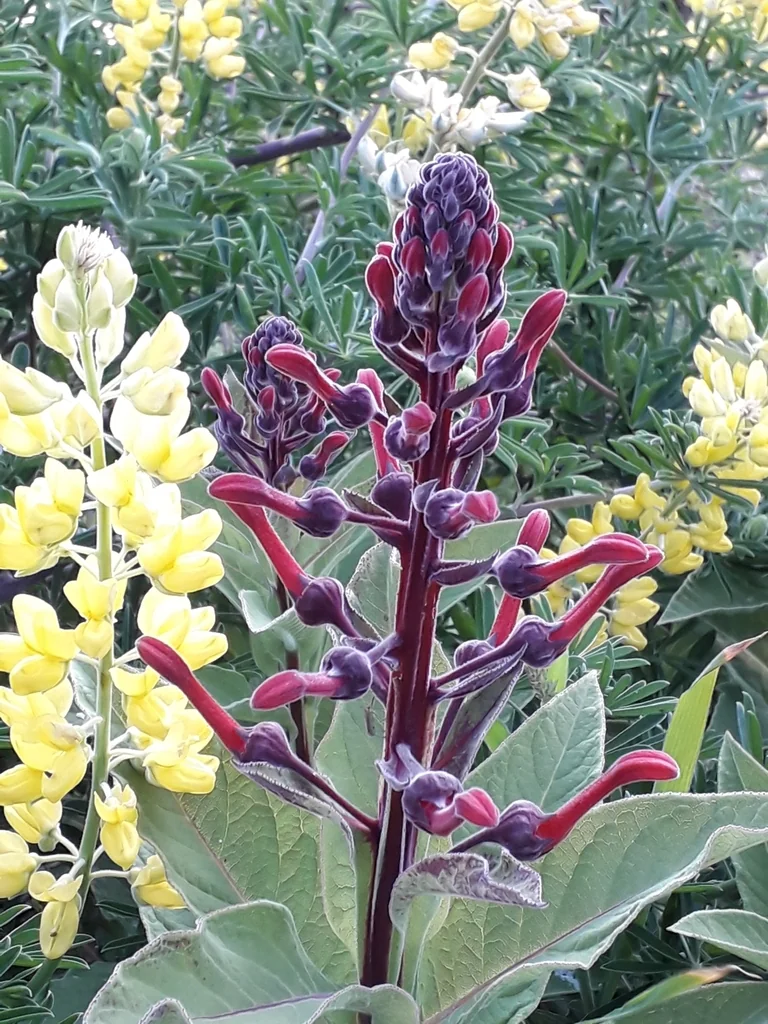 Lobelia Tupa