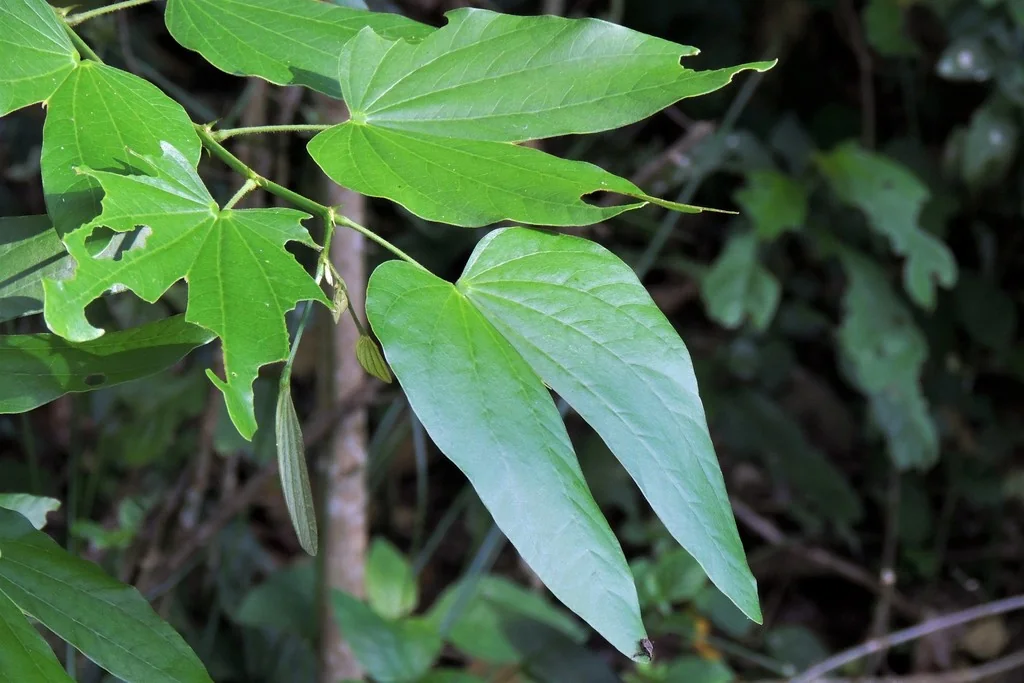 Bauhinia forficata
