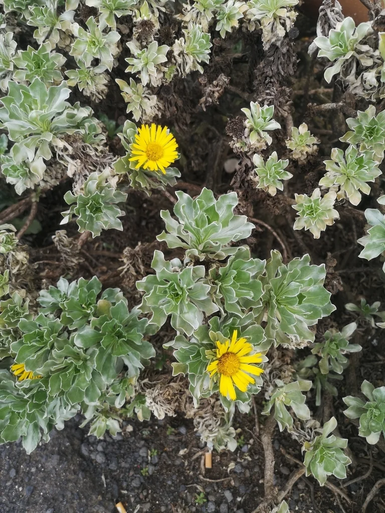 Asteriscus Sericeus