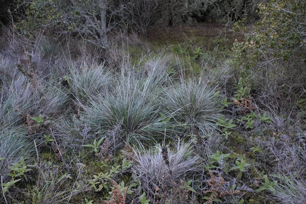 Festuca Californica