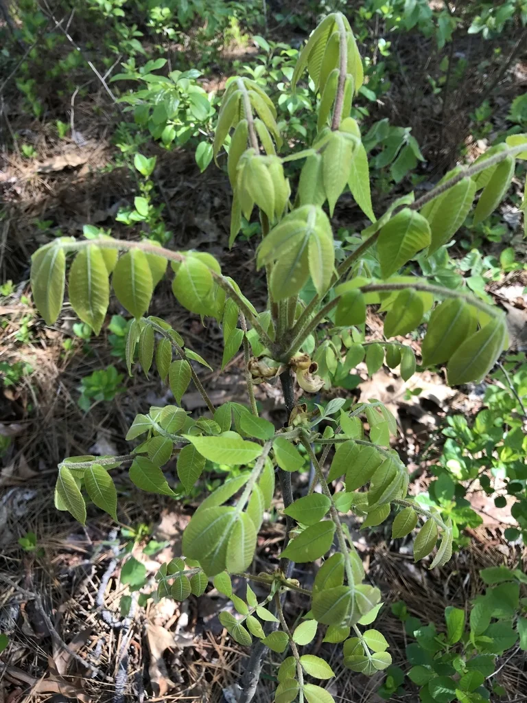 Carya Pallida