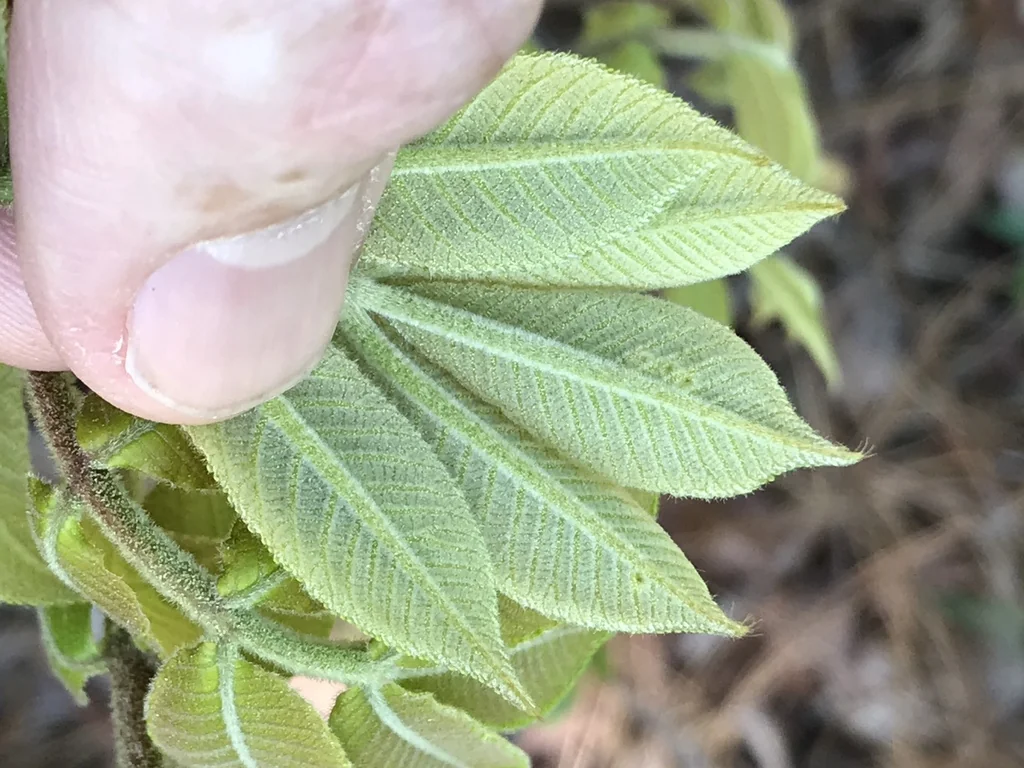 Carya Pallida