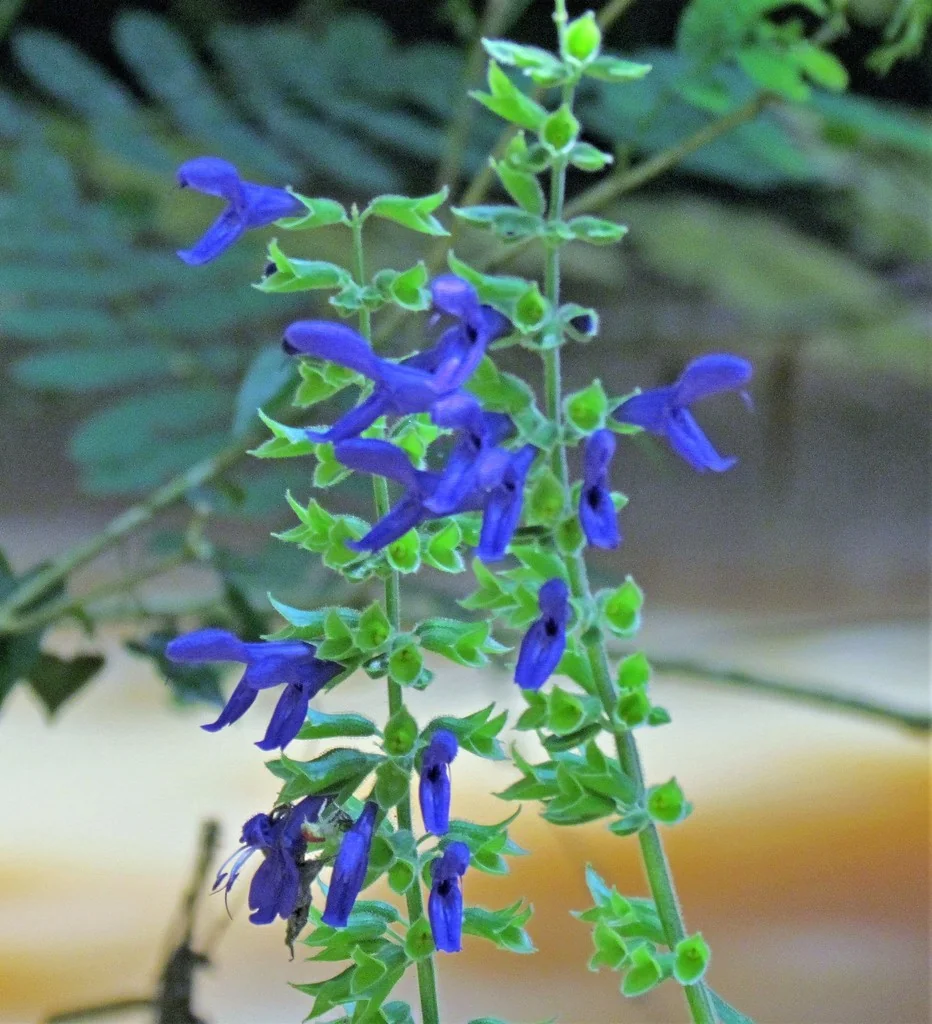 Salvia Guaranitica