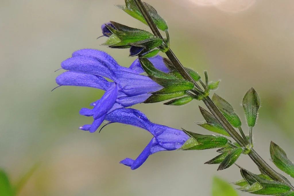 Salvia Guaranitica