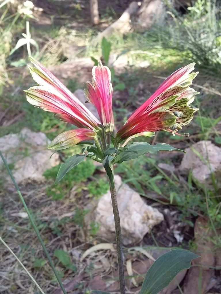 Alstroemeria Psittacina