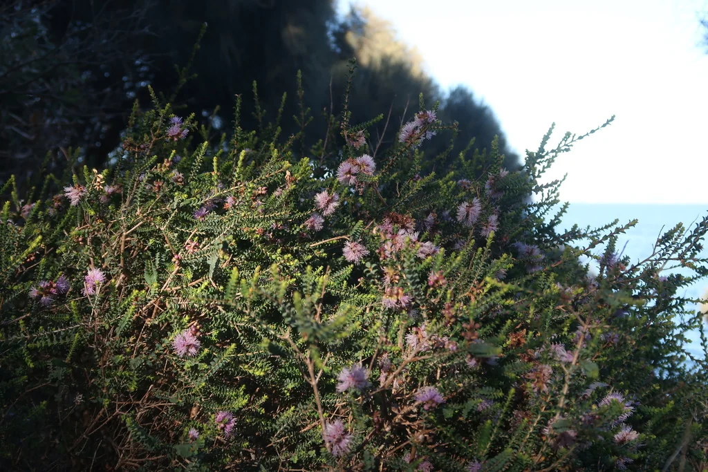 Melaleuca Gibbosa