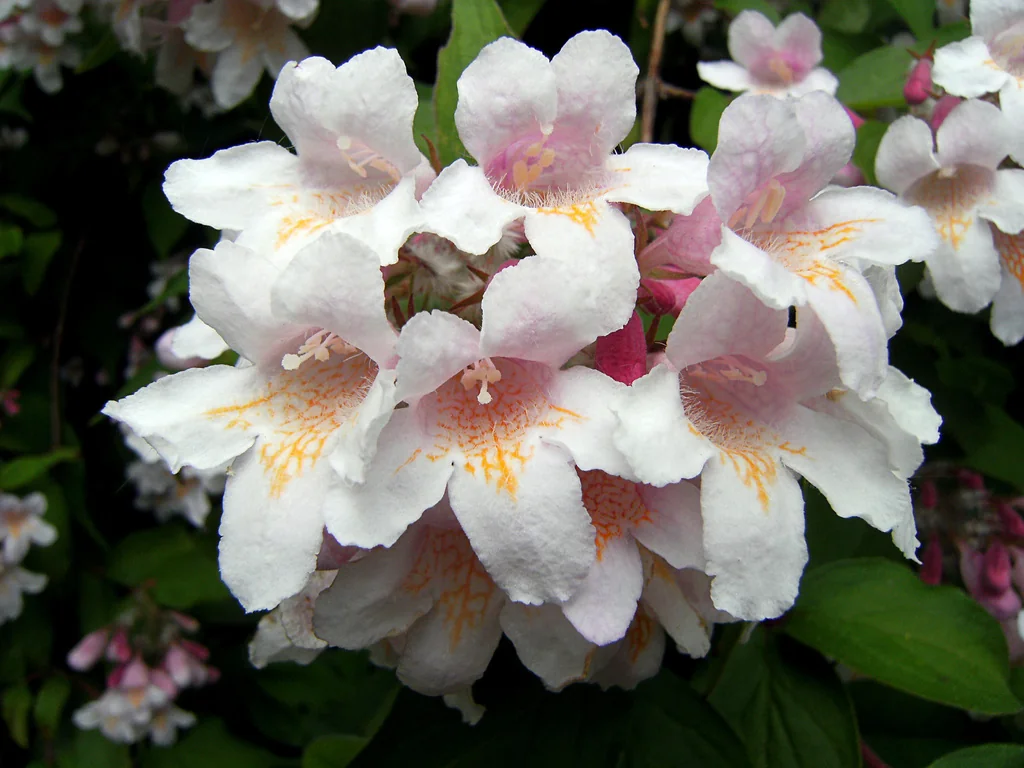 Kolkwitzia Amabilis
