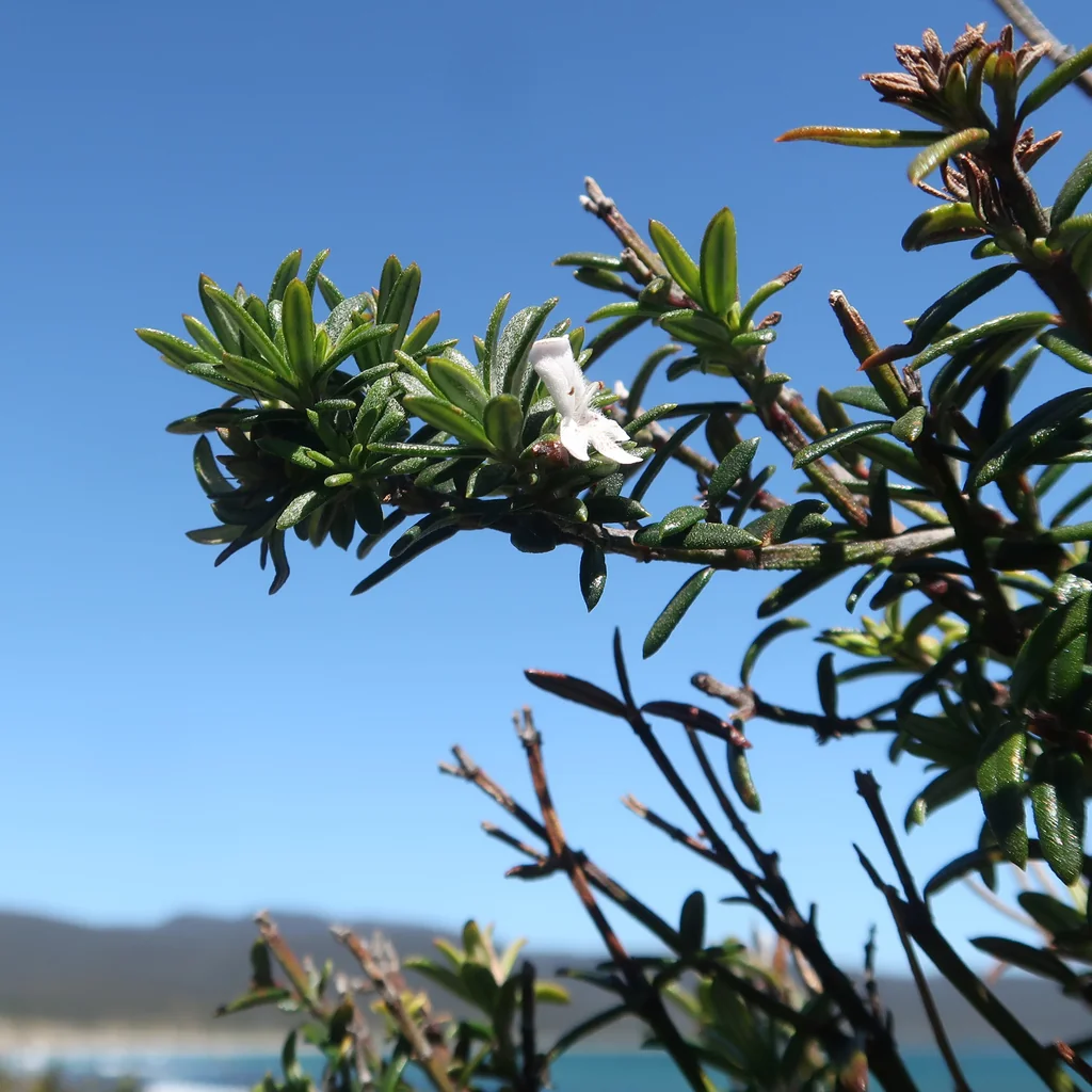 Westringia Brevifolia