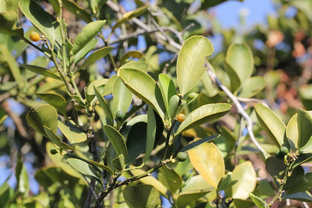 Citrus Japonica
