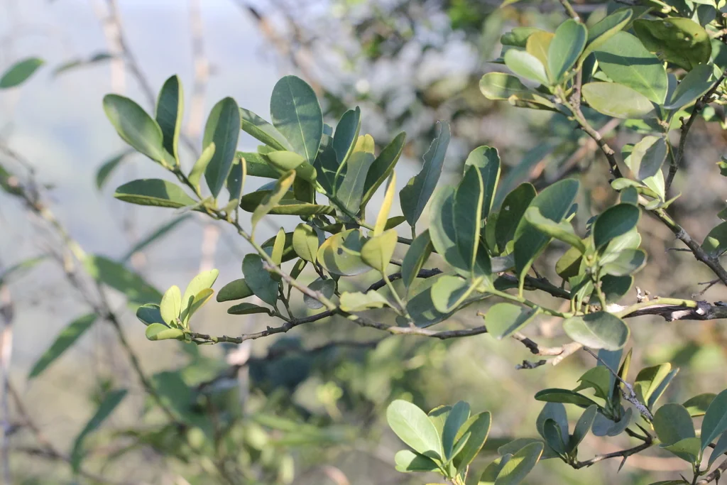 Citrus Japonica