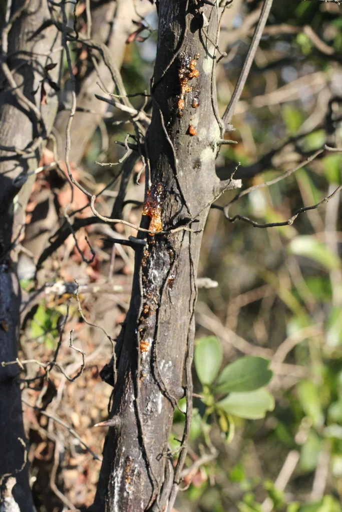 Citrus Japonica