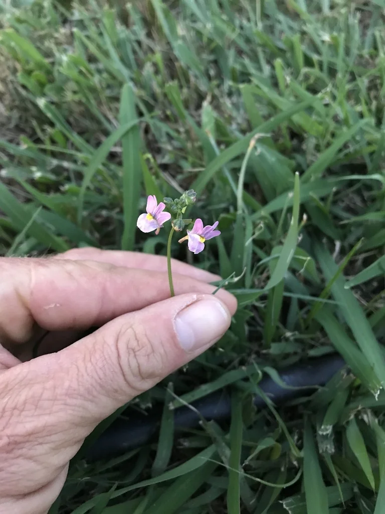Nemesia fruticans