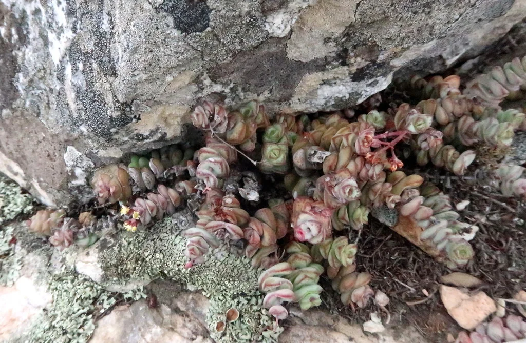 Crassula Perforata