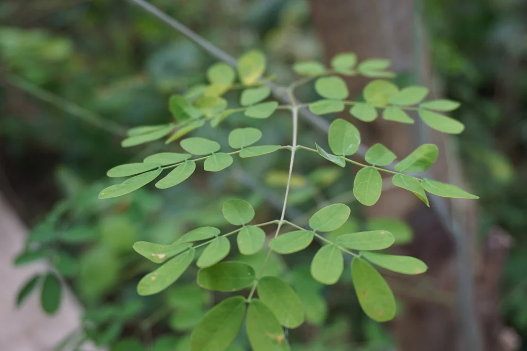 Caesalpinia Mexicana