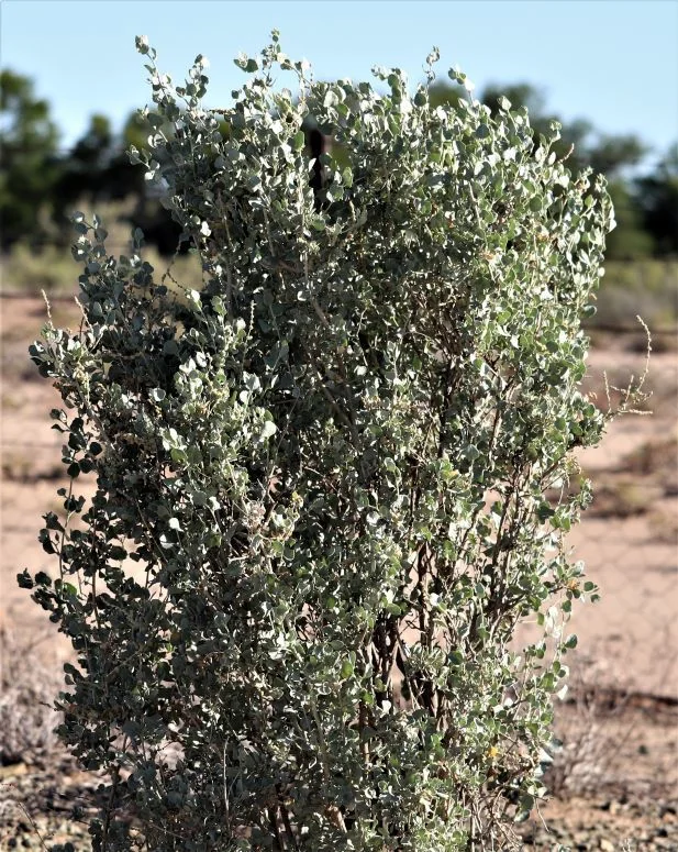 Atriplex Nummularia