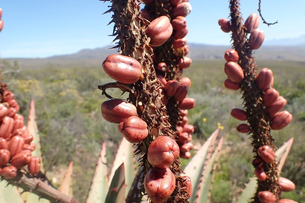 Aloe Ferox