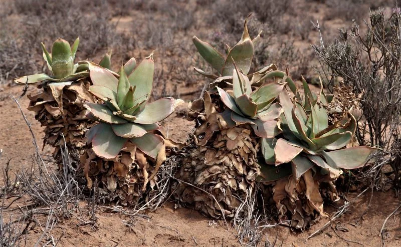 Aloe Striata