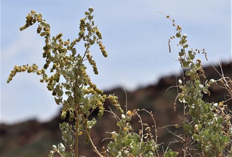 Atriplex Nummularia