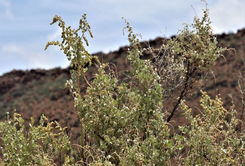 Atriplex Nummularia