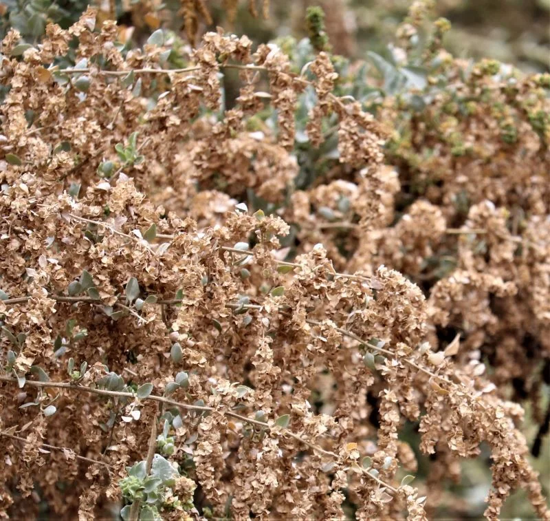 Atriplex Nummularia