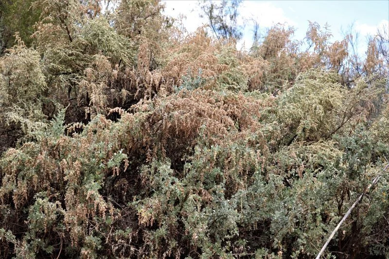Atriplex Nummularia