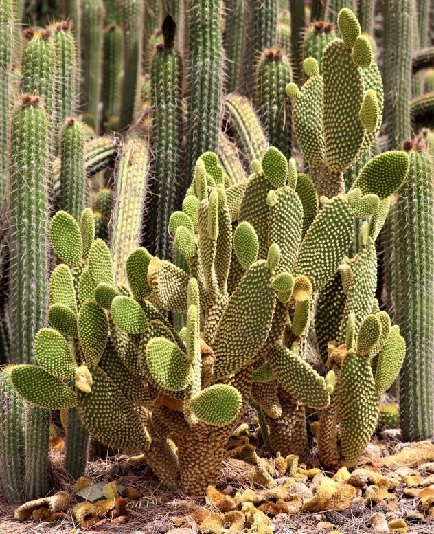 Opuntia Microdasys