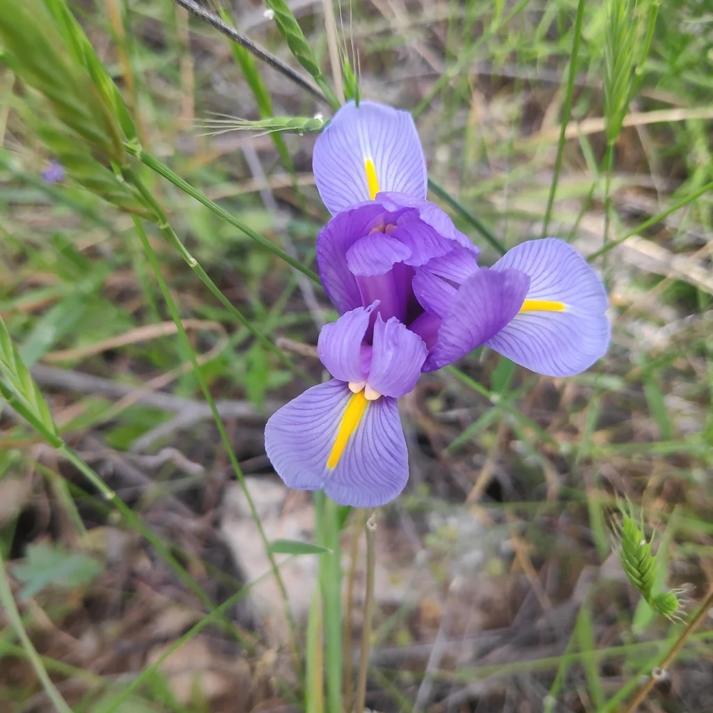 Iris Xiphium