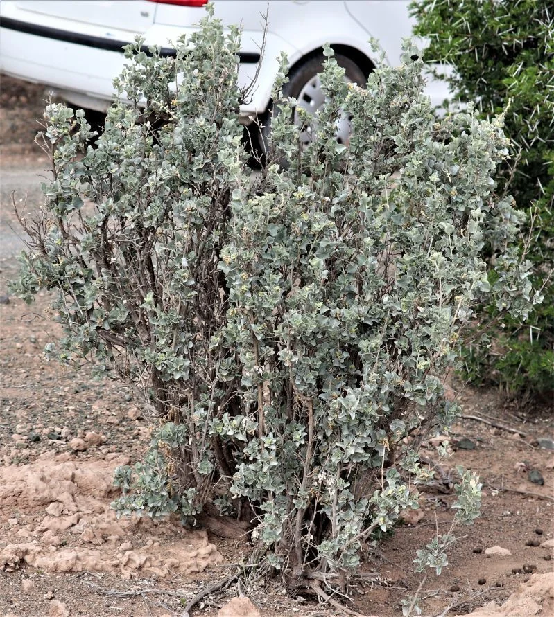 Atriplex Nummularia